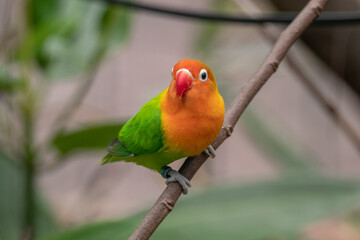 Fischer's lovebird (Agapornis fischeri) is a small parrot species of the genus Agapornis