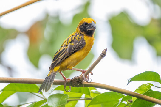 The baya weaver (Ploceus philippinus) is a weaverbird found across the Indian subcontinent and Southeast Asia