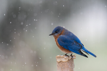 Eastern Bluebird perched on a white birch snag during a light snow on a cold winter’s day. The state bird of a few states is a small thrush found in open woodlands, farmlands, and orchards.