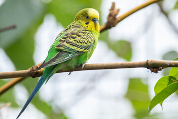 The budgerigar (Melopsittacus undulatus), also known as the common parakeet, shell parakeet or budgie is a small, long-tailed, seed-eating parrot native to Australia