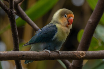 Fischer's lovebird (Agapornis fischeri) is a small parrot species of the genus Agapornis