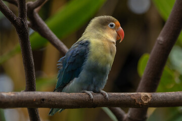 Fischer's lovebird (Agapornis fischeri) is a small parrot species of the genus Agapornis