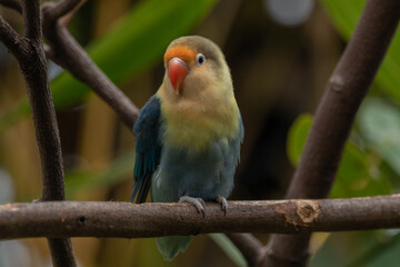 Fischer's lovebird (Agapornis fischeri) is a small parrot species of the genus Agapornis