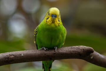 The budgerigar (Melopsittacus undulatus), also known as the common parakeet, shell parakeet or budgie is a small, long-tailed, seed-eating parrot native to Australia