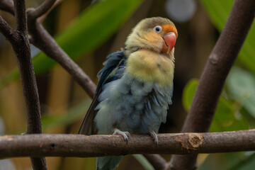 Fischer's lovebird (Agapornis fischeri) is a small parrot species of the genus Agapornis