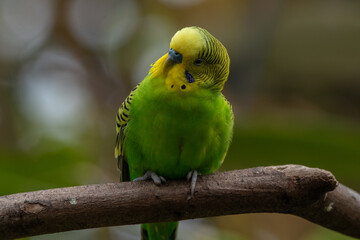The budgerigar (Melopsittacus undulatus), also known as the common parakeet, shell parakeet or budgie is a small, long-tailed, seed-eating parrot native to Australia