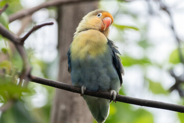 Fischer's lovebird (Agapornis fischeri) is a small parrot species of the genus Agapornis