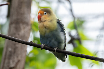 Fischer's lovebird (Agapornis fischeri) is a small parrot species of the genus Agapornis