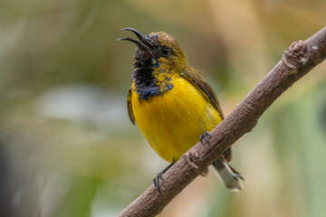The olive-backed sunbird (Cinnyris jugularis ), also known as the yellow-bellied sunbird, is a species of sunbird found from Southern Asia to Australia.
