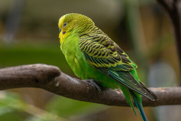 The budgerigar (Melopsittacus undulatus), also known as the common parakeet, shell parakeet or budgie is a small, long-tailed, seed-eating parrot native to Australia