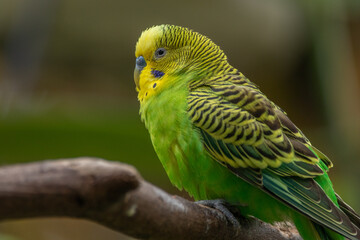 The budgerigar (Melopsittacus undulatus), also known as the common parakeet, shell parakeet or budgie is a small, long-tailed, seed-eating parrot native to Australia