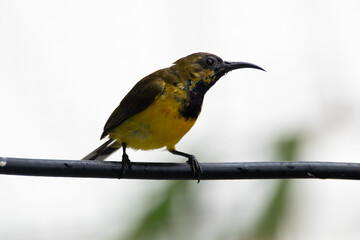 The olive-backed sunbird (Cinnyris jugularis ), also known as the yellow-bellied sunbird, is a species of sunbird found from Southern Asia to Australia.