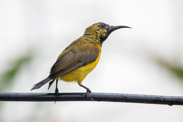 The olive-backed sunbird (Cinnyris jugularis ), also known as the yellow-bellied sunbird, is a species of sunbird found from Southern Asia to Australia.