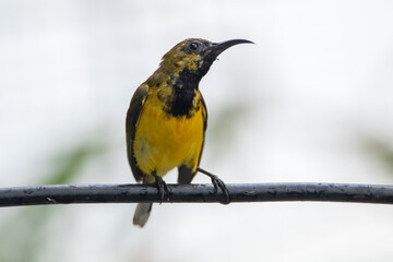 The olive-backed sunbird (Cinnyris jugularis ), also known as the yellow-bellied sunbird, is a species of sunbird found from Southern Asia to Australia.