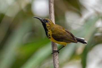 wild, nature, wildlife, bird, feather, sunbird, garden, cinnyris, birdwatching, perched, olive, animal, natural, yellow-bellied, forest, ornithology, color, branch, cinnyris jugularis, rainforest, env