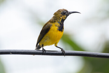wild, nature, wildlife, bird, feather, sunbird, garden, cinnyris, birdwatching, perched, olive, animal, natural, yellow-bellied, forest, ornithology, color, branch, cinnyris jugularis, rainforest, env