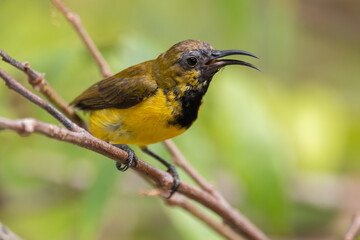 wild, nature, wildlife, bird, feather, sunbird, garden, cinnyris, birdwatching, perched, olive, animal, natural, yellow-bellied, forest, ornithology, color, branch, cinnyris jugularis, rainforest, env