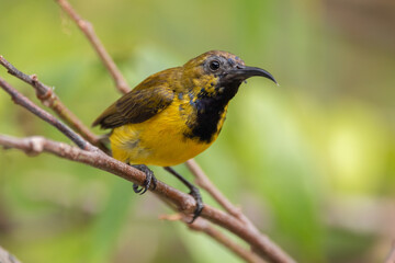 wild, nature, wildlife, bird, feather, sunbird, garden, cinnyris, birdwatching, perched, olive, animal, natural, yellow-bellied, forest, ornithology, color, branch, cinnyris jugularis, rainforest, env