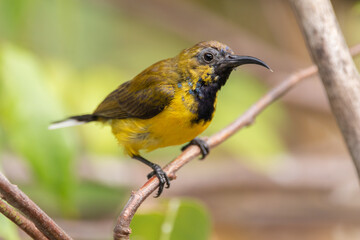 wild, nature, wildlife, bird, feather, sunbird, garden, cinnyris, birdwatching, perched, olive, animal, natural, yellow-bellied, forest, ornithology, color, branch, cinnyris jugularis, rainforest, env