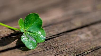 Four-leaf clover on a natural wooden background, a symbol of good luck
