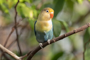 Fischer's lovebird (Agapornis fischeri) is a small parrot species of the genus Agapornis