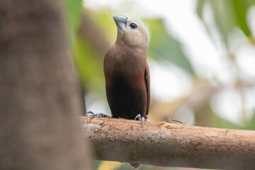 The white-headed munia (Lonchura maja) is a species of estrildid finch found in Indonesia, Malaysia, Singapore, Thailand and Vietnam