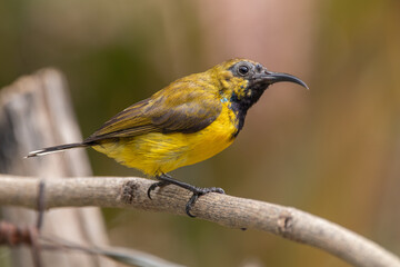 The olive-backed sunbird (Cinnyris jugularis ), also known as the yellow-bellied sunbird, is a species of sunbird found from Southern Asia to Australia