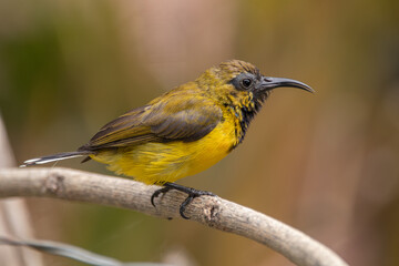 The olive-backed sunbird (Cinnyris jugularis ), also known as the yellow-bellied sunbird, is a species of sunbird found from Southern Asia to Australia