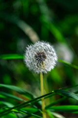 white fluffy dandelions on green grass background in summer