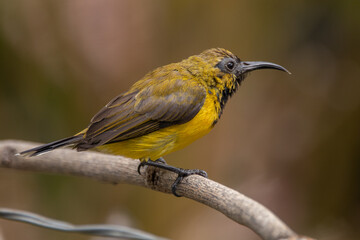 The olive-backed sunbird (Cinnyris jugularis ), also known as the yellow-bellied sunbird, is a species of sunbird found from Southern Asia to Australia