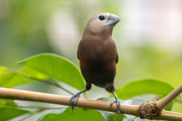 The white-headed munia (Lonchura maja) is a species of estrildid finch found in Indonesia, Malaysia, Singapore, Thailand and Vietnam