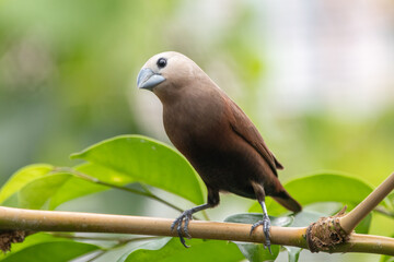 The white-headed munia (Lonchura maja) is a species of estrildid finch found in Indonesia, Malaysia, Singapore, Thailand and Vietnam