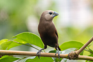 The white-headed munia (Lonchura maja) is a species of estrildid finch found in Indonesia, Malaysia, Singapore, Thailand and Vietnam