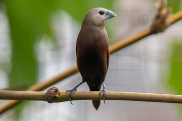 The white-headed munia (Lonchura maja) is a species of estrildid finch found in Indonesia, Malaysia, Singapore, Thailand and Vietnam