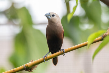 The white-headed munia (Lonchura maja) is a species of estrildid finch found in Indonesia, Malaysia, Singapore, Thailand and Vietnam