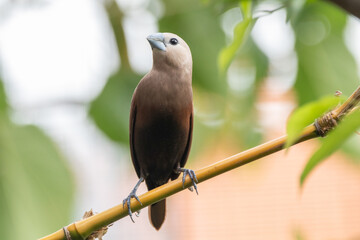 The white-headed munia (Lonchura maja) is a species of estrildid finch found in Indonesia, Malaysia, Singapore, Thailand and Vietnam