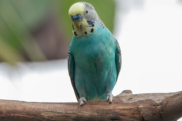 The budgerigar (Melopsittacus undulatus), also known as the common parakeet, shell parakeet or...