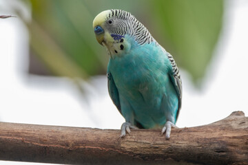 The budgerigar (Melopsittacus undulatus), also known as the common parakeet, shell parakeet or budgie is a small, long-tailed, seed-eating parrot native to Australia