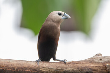 The white-headed munia (Lonchura maja) is a species of estrildid finch found in Indonesia, Malaysia, Singapore, Thailand and Vietnam