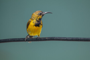 The olive-backed sunbird (Cinnyris jugularis ), also known as the yellow-bellied sunbird, is a species of sunbird found from Southern Asia to Australia