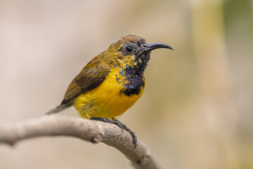 The olive-backed sunbird (Cinnyris jugularis ), also known as the yellow-bellied sunbird, is a species of sunbird found from Southern Asia to Australia