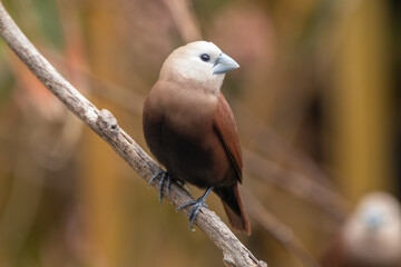 The white-headed munia (Lonchura maja) is a species of estrildid finch found in Indonesia, Malaysia, Singapore, Thailand and Vietnam