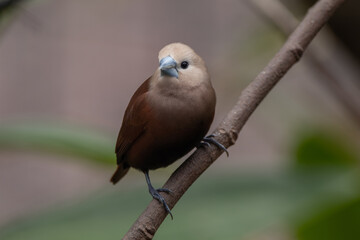The white-headed munia (Lonchura maja) is a species of estrildid finch found in Indonesia, Malaysia, Singapore, Thailand and Vietnam
