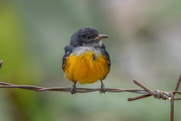 Obraz premium The orange-bellied flowerpecker (Dicaeum trigonostigma) is a species of bird in the family Dicaeidae. It is found in Bangladesh, Brunei,Indonesia, Malaysia, Myanmar, the Philippines, Singapore