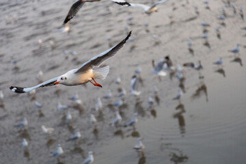 A flock of migratory seagulls looking for food.#1