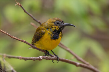 The olive-backed sunbird (Cinnyris jugularis ), also known as the yellow-bellied sunbird, is a species of sunbird found from Southern Asia to Australia