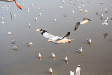 A flock of migratory seagulls looking for food.#5