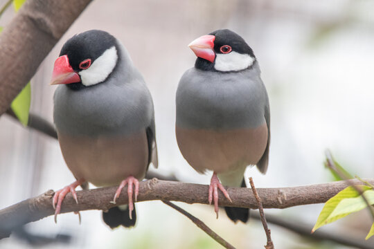 The Java sparrow (Padda oryzivora; syn. Lonchura oryzivora),[3] also known as the Java finch, Java rice sparrow or Java rice bird, is a small passerine bird