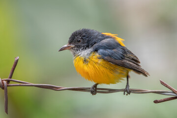 The orange-bellied flowerpecker (Dicaeum trigonostigma) is a species of bird in the family Dicaeidae. It is found in Bangladesh, Brunei,Indonesia, Malaysia, Myanmar, the Philippines, Singapore