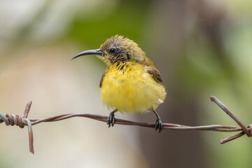 The olive-backed sunbird (Cinnyris jugularis ), also known as the yellow-bellied sunbird, is a species of sunbird found from Southern Asia to Australia